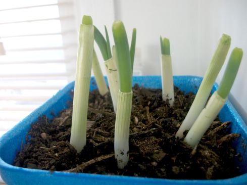 store bought green onions are re-growing in an old mushroom container. The essence of re-purposing.